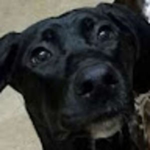 Meet your Posher, Jake